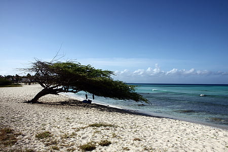 tree on seashore thumbnail