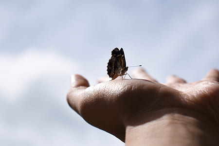 brown butterfly on person's palm thumbnail