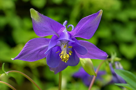 close up photo of purple columbine flower thumbnail