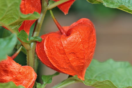 red Chinese lantern flower closeup photography at daytime thumbnail