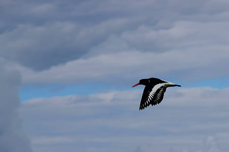 black and white bird on flight thumbnail