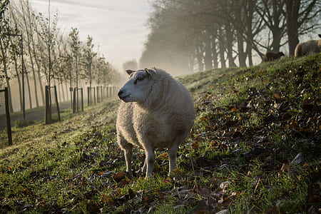 white sheep on grass field thumbnail