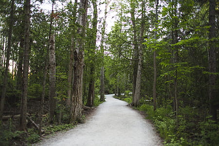 A path in the forest with trees and bushes on both sides thumbnail