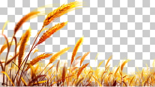 Wheat Gold , Wheat , worm's-eye view of wheat PNG clipart
