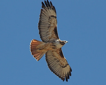 brown bird thumbnail