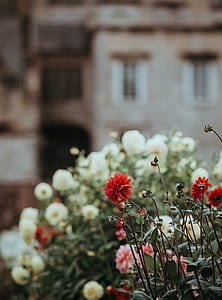 shallow focus photography of red flower thumbnail