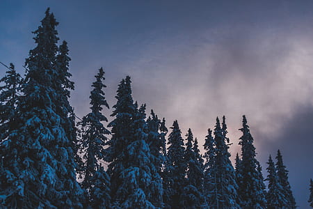 green pine trees during night thumbnail