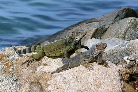 two iguanas standing on gray rock thumbnail