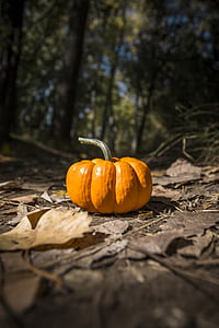 orange pumpkin on ground thumbnail
