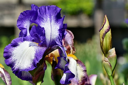 purple and white iris flowers at daytime thumbnail