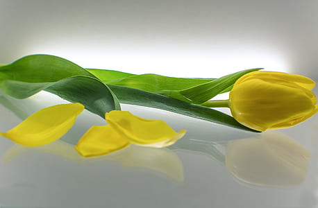 yellow tulips on white glass surface thumbnail