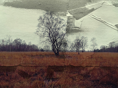bare tree on grass field thumbnail