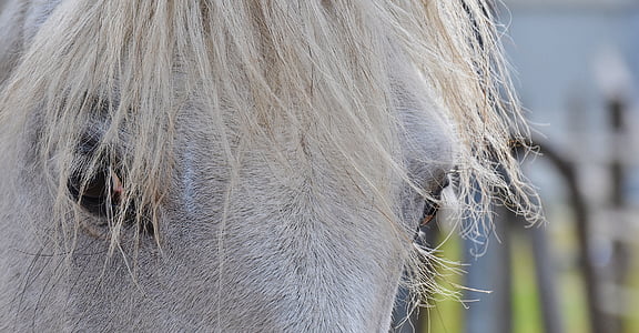 horse eyes thumbnail