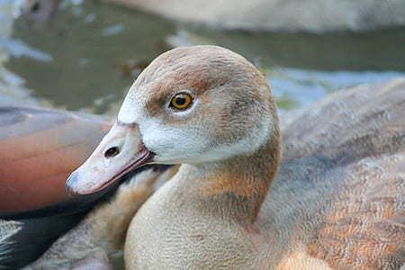 brown duck on body of water thumbnail