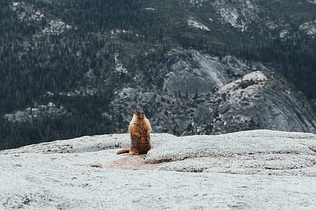brown squirrel on top of mountain thumbnail