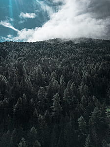 forest trees painting thumbnail