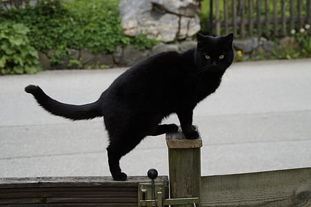 short-coated black cat on gate thumbnail