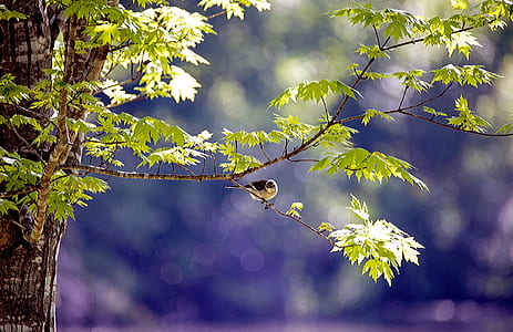 bird perched on tree branch thumbnail