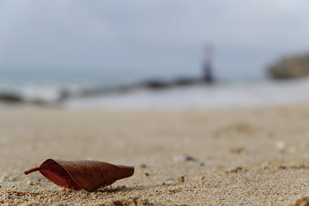 Dry Leaf On Sand thumbnail