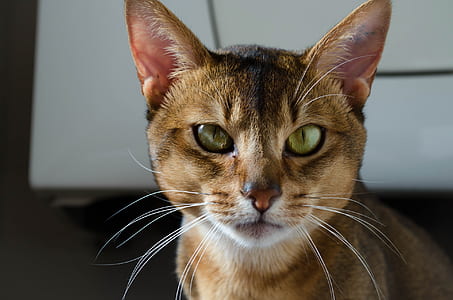 tilt shift lens photography of brown cat thumbnail