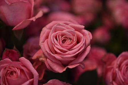 shallow focus photography of pink flowers thumbnail