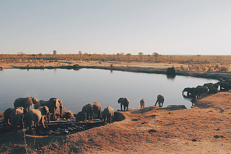 group of elephant surrounding oasis on desert thumbnail