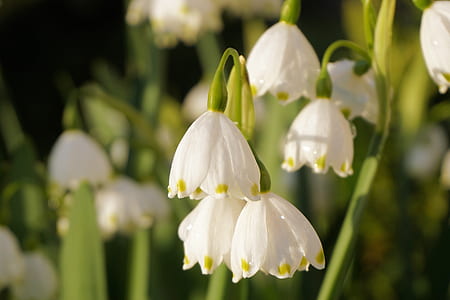 white flowers on stems thumbnail