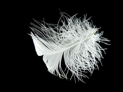 closeup photo of feather thumbnail
