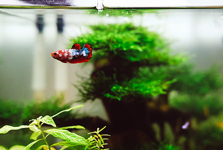 red, white, and blue betta fish swimming in aquarium thumbnail