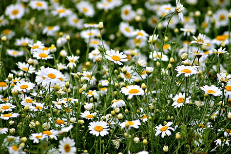 close-up photo of white petaled flowers thumbnail