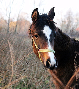 black and brown stallion thumbnail