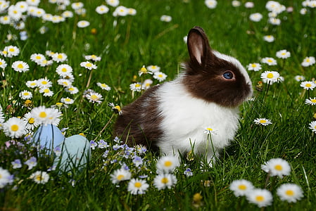 white and black rabbit near white flowers during daytime thumbnail
