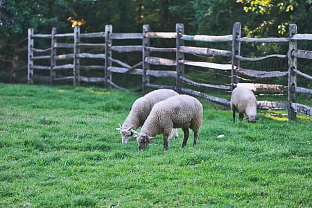 Three Lamp on Green Field thumbnail