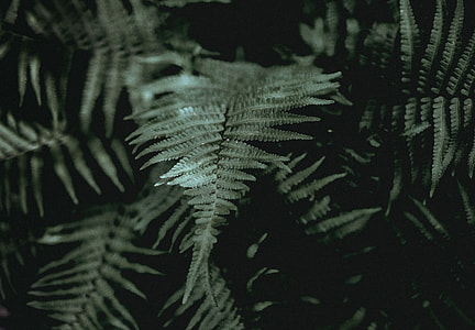 Ferns thumbnail