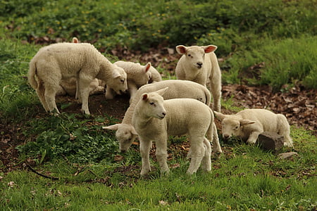 sheeps on grass field thumbnail