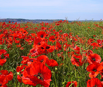 bed of red poppy flower thumbnail