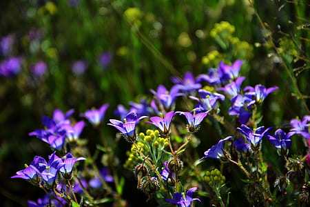 purple petaled flower field thumbnail