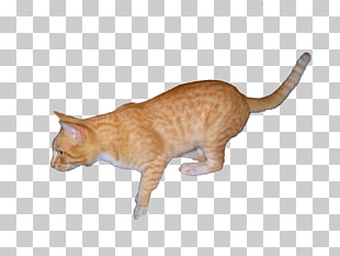 Page 3 162 Calico Cat Png Cliparts For Free Download Uihere