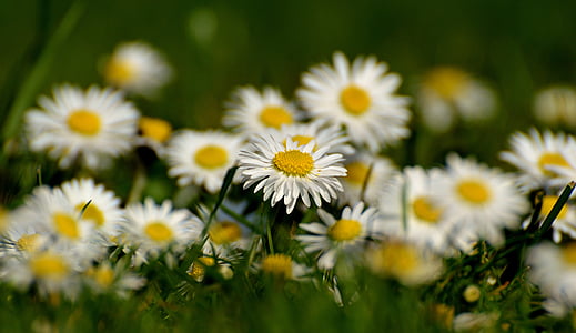 selective focus photography of bed of white daisy flowers thumbnail