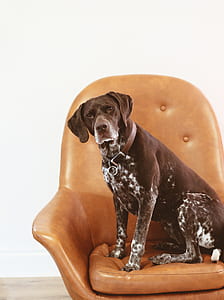 large dog sitting on leather armchair thumbnail
