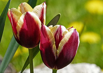 selective focus photography of tulips thumbnail