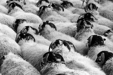 grayscale photography of animals thumbnail