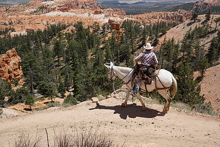 person riding white horse at peak of mountain thumbnail