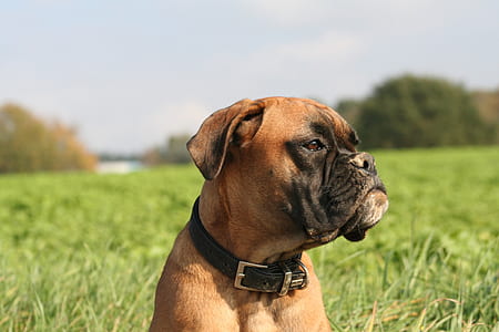 selective focus photography of adult brown boxer thumbnail