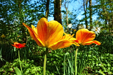 orange petaled flowers thumbnail