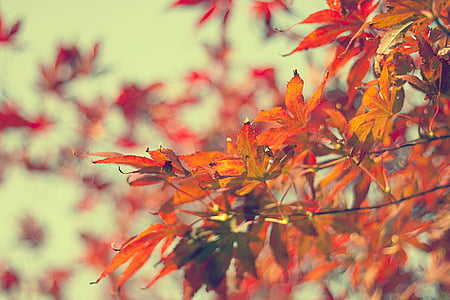shallow focus photography of maple tree thumbnail