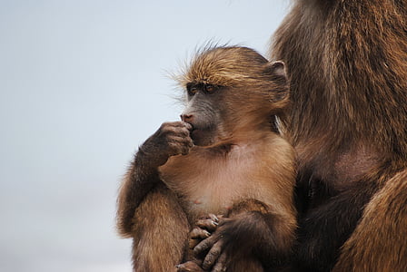 monkey suckling thumb thumbnail