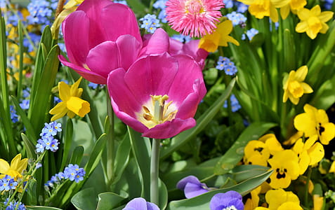 pink and yellow flowers thumbnail