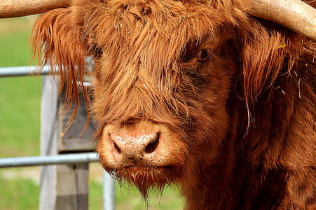 shallow focus photography of highland cow thumbnail
