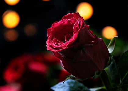 red rose photography thumbnail